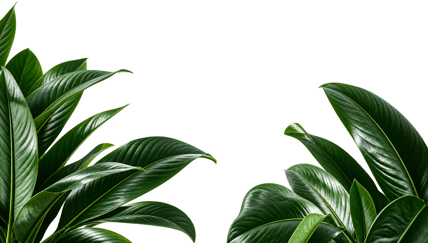 Editorial Foliage